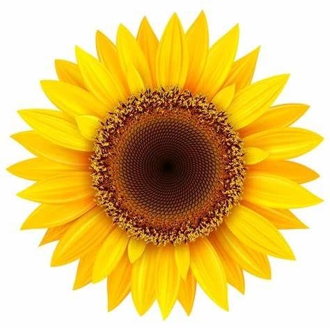 Trung tâm Anh ngữ Sunflower - Bạc Liêu
